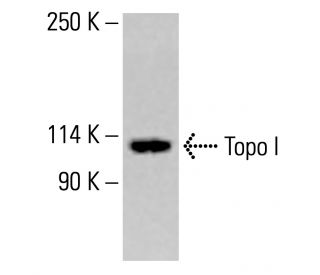 Topo I Antibody (H-5) - Western Blotting - Image 413912