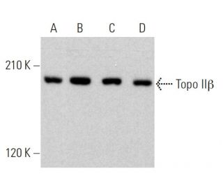 Topo IIβ Antibody (A-12) - Western Blotting - Image 359671