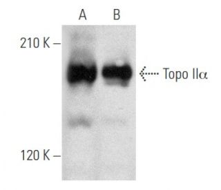 Topo II&alpha; Antibody (A-8) - Western Blotting - Image 356554 
