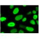Topo IIα Antibody (B-6) - Immunofluorescence - Image 293849 
