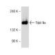 Topo IIα Antibody (B-6) - Western Blotting - Image 145635
