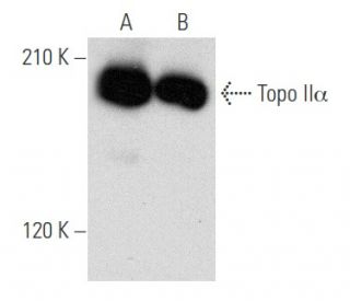 Topo II&alpha; Antibody (B-6) - Western Blotting - Image 356549 