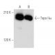 Topo IIα Antibody (B-6) - Western Blotting - Image 356549 