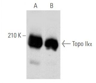 western blotting image from recommended Topo II&alpha; (G-6) monoclonal antibody replacement. Image 356556