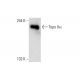 Topo IIα Antibody (E-10) - Western Blotting - Image 144946