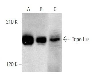 Topo II&alpha; Antibody (E-10) - Western Blotting - Image 356557 