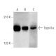 Topo IIα Antibody (E-10) - Western Blotting - Image 356557 