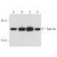 Topo IIα Antibody (E-10) - Western Blotting - Image 400383 