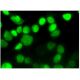 Topo IIα Antibody (E-11) - Immunofluorescence - Image 293852 