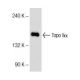 Topo IIα Antibody (E-11) - Western Blotting - Image 145634