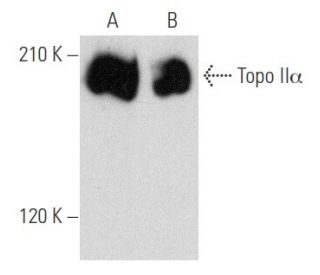 Topo II&alpha; Antibody (E-11) - Western Blotting - Image 356553 