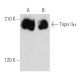 Topo IIα Antibody (E-11) - Western Blotting - Image 356553 