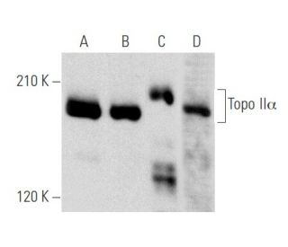 Topo II&alpha; Antibody (F-12) - Western Blotting - Image 356558 