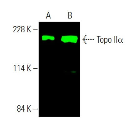 Topo IIα Antibody (G-6) | SCBT - Santa Cruz Biotechnology