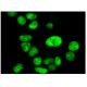 Topo IIα Antibody (G-9) - Immunofluorescence - Image 293853 