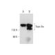 Topo IIα Antibody (G-9) - Western Blotting - Image 70330