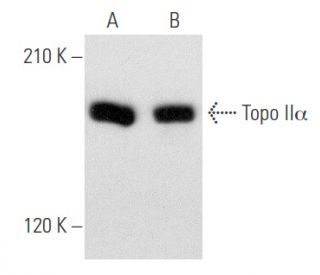 Topo II&alpha; Antibody (G-9) - Western Blotting - Image 356555 