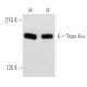 Topo IIα Antibody (G-9) - Western Blotting - Image 356555 