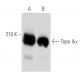 western blotting image from recommended Topo IIα (G-6) monoclonal antibody replacement. Image 356556