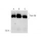 Topo IIβ Antibody (B-6) - Western Blotting - Image 145575 