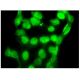 Topo IIβ Antibody (D-1) - Immunofluorescence - Image 295255