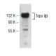 Topo IIβ Antibody (D-1) - Western Blotting - Image 141312 