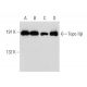 western blotting image from recommended Topo IIβ (A-12) monoclonal antibody replacement. Image 147413
