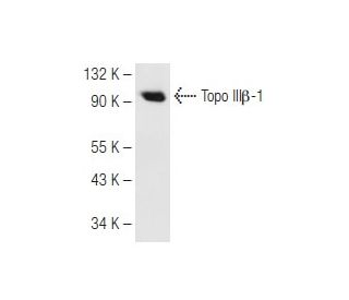 Topo III&beta;-1 Antibody (B-10) - Western Blotting - Image 82253Each CRISPR/Cas9 Knockout (KO) Plasmid product consists of a pool of 3 plasmids designed to ensure identification and cleavage of a specific gene for maximum knockout efficiency. Each plasmid encodes a unique 20 nt sequence derived from the GeCKO (v2) library. 
