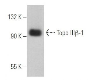 Topo IIIβ-1 Antibody (B-10) - Western Blotting - Image 367220Each CRISPR/Cas9 Knockout (KO) Plasmid product consists of a pool of 3 plasmids designed to ensure identification and cleavage of a specific gene for maximum knockout efficiency. Each plasmid encodes a unique 20 nt sequence derived from the GeCKO (v2) library.