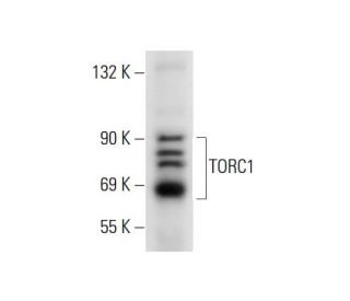 TORC1 Antibody (A-1) - Western Blotting - Image 137621 