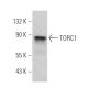 TORC1 Antibody (A-1) - Western Blotting - Image 367556 