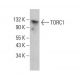 TORC1 Antibody (A-1) - Western Blotting - Image 383776
