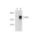 TORC1 Antibody (B-12) - Western Blotting - Image 290973 