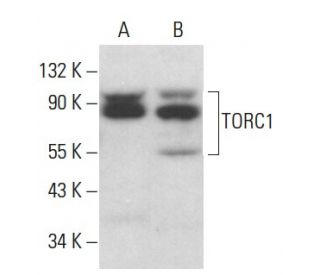 TORC1 Antibody (B-12) - Western Blotting - Image 379585 