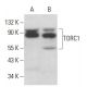 TORC1 Antibody (B-12) - Western Blotting - Image 379585 