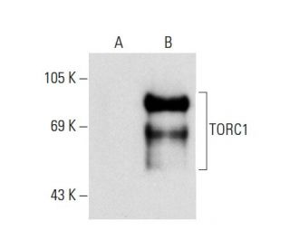 TORC1 Antibody (G-3) - Western Blotting - Image 137926 