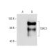 TORC1 Antibody (G-3) - Western Blotting - Image 137926 
