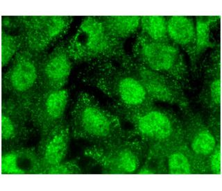 TORC1 Antibody (H-6) - Immunofluorescence - Image 296808 