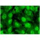 TORC1 Antibody (H-6) - Immunofluorescence - Image 296808 
