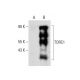 TORC1 Antibody (H-6) - Western Blotting - Image 137924 