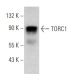 TORC1 Antibody (H-6) - Western Blotting - Image 367594