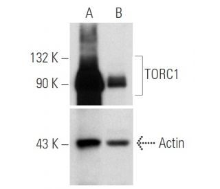 TORC1 shRNA Plasmid (h): sc-45600-SH. Western blot analysis of human TORC1 expression in TORC1 transfected (A) and TORC1/T 