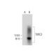 TORC2 Antibody (D-2) - Western Blotting - Image 289995