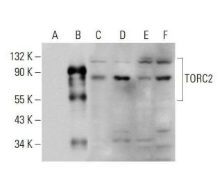 TORC2 Antibody (E-10) - Western Blotting - Image 348661 