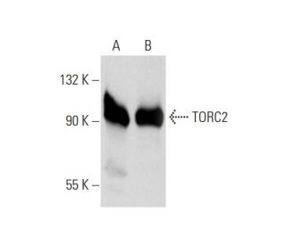 TORC2 Antibody (F-4) - Western Blotting - Image 130366 