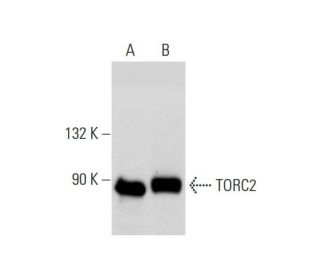 TORC2 Antibody (G-4) - Western Blotting - Image 130367