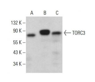 TORC3 Antibody (A-12) - Western Blotting - Image 382627 