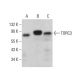 TORC3 Antibody (A-12) - Western Blotting - Image 382627 