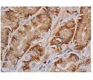 Torsin3A Antibody (D-9) - Immunohistochemistry - Image 346424 