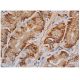 Torsin3A Antibody (D-9) - Immunohistochemistry - Image 346424 